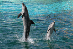 Tail walking dolphins, We Become Our Surroundings, Michigan psychic medium Lisa Bousson